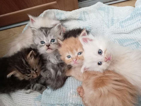6 lovely kittens