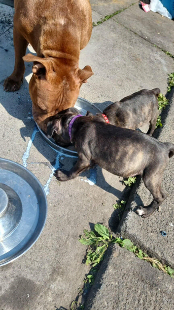 Staffy puppies different colours