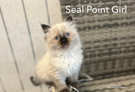 BEAUTIFUL RAGDOLL KITTENS READY TO LEAVE NOW ONLY 2 LEFT