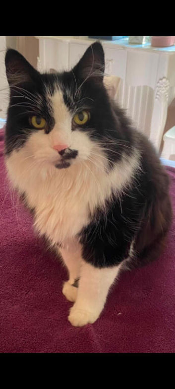 Male and female black & white long hair cats 13 years old