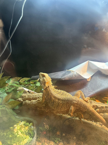 Bearded dragon