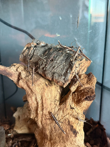 Sunny Stick Insects