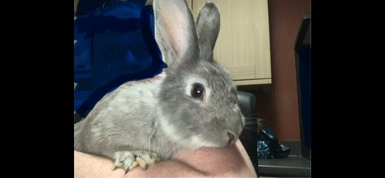 Mix of cute tame rabbits