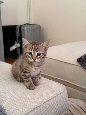 Beautiful Bengal x kittens