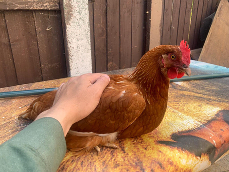 Laying hen for sale