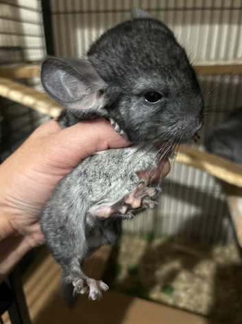Baby Male Chinchilla