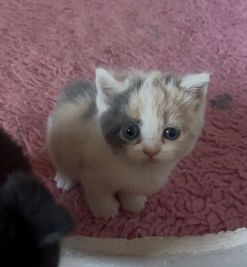 Stunning British Shorthair Kittens