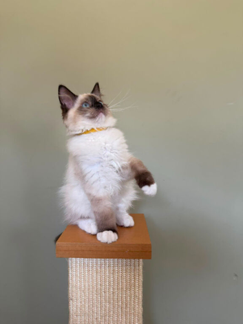 Beautiful Ragdoll Kittens READY NOW!