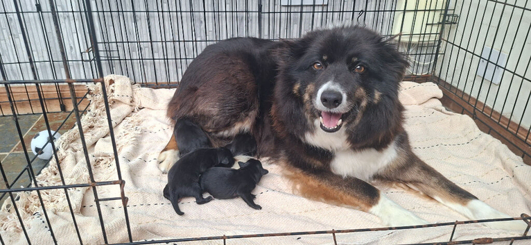 4 lab x border collie pups