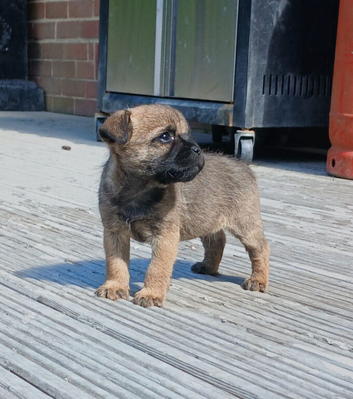 Stunning pure bred border terrier pups