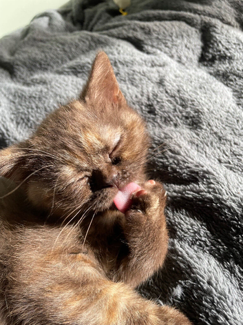 British shorthair for sale