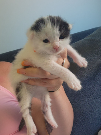 Kittens