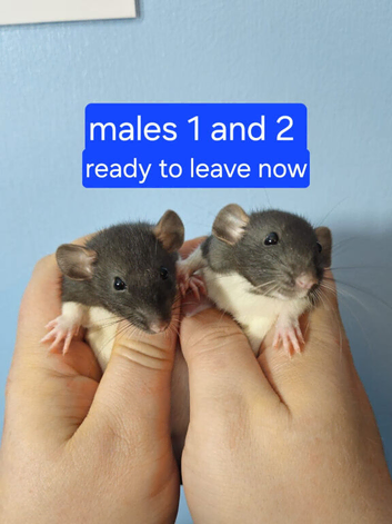 Dumbo rats male and female Ready Now !