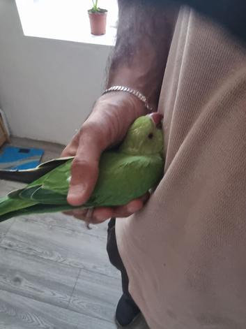 Beautiful baby ringneck talking parrot
