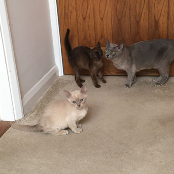 Burmese kittens