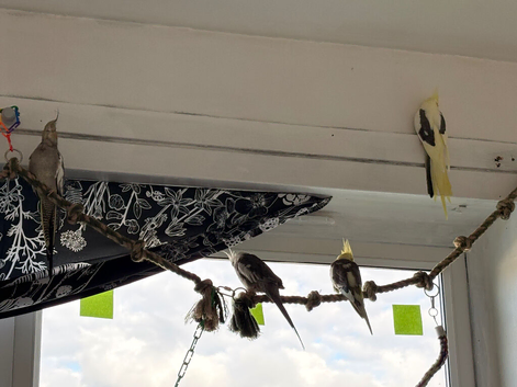4 Cockatiels with cages, food and rest of stuff