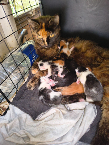 Kittens