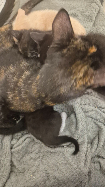 Kittens for sale