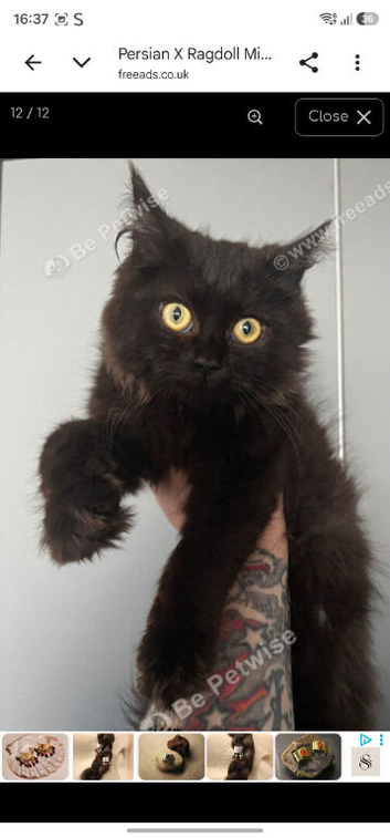 Beautiful male kitten