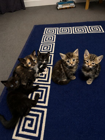 Kittens ready for loving home
