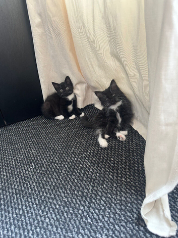 Kittens for sell