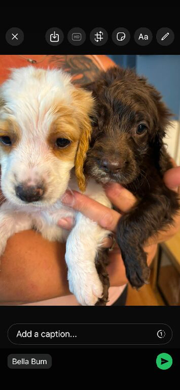Beautiful cockapoo one boy one girl