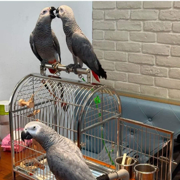 Baby African grey