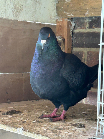Modina pigeon for sale