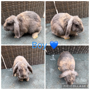 Gorgeous Purebred Mini Lops & Mini lop crosses