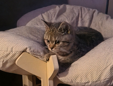 Stunning chocolate spotted BSH kitten
