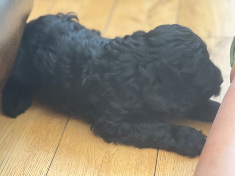 Female cockapoo puppy