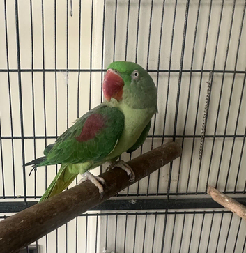 Alexandria parrot