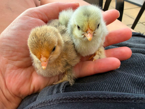 Day old lavender pekin bantams and day old sable foot bantam chicks in Weston super mare
