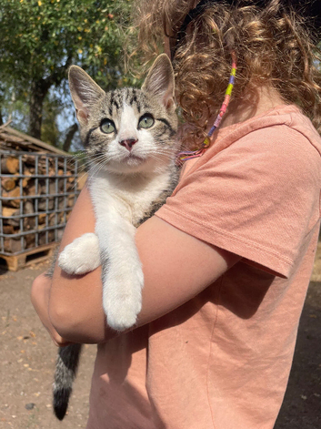 boy tabby kittens