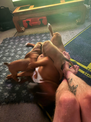 Champion breed boxer puppies