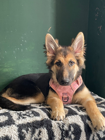 German shepherd x Alaskan malamute puppy