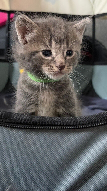 Half Maincoon kittens