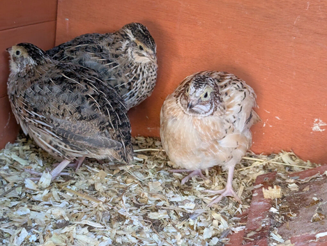Jumbo and normal Coturnix/Japanese