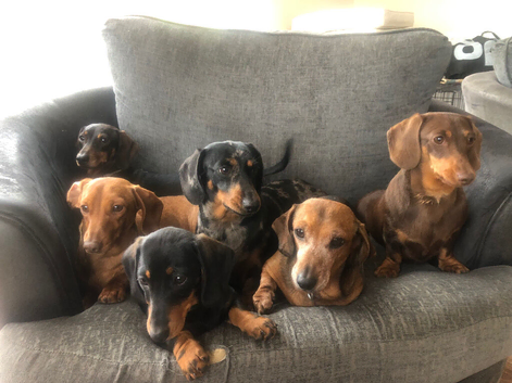 Adult Female Dachshund