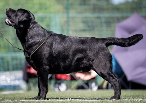 KC Registered- 22 month Old Male Labrador