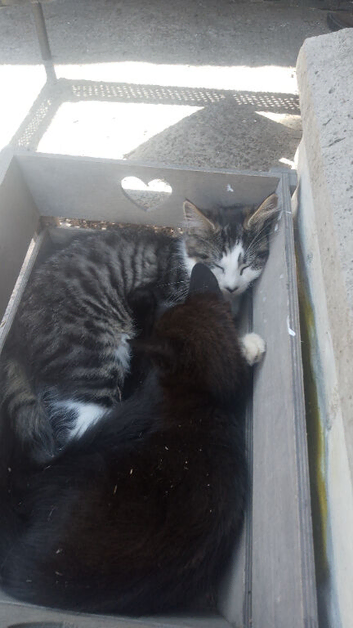 3 beautiful kittens 13 wks old 2 boys black 1 fluffy girl
