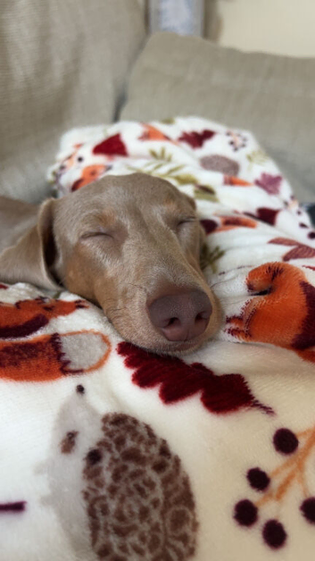 Isabella and tan dachshund for rehome