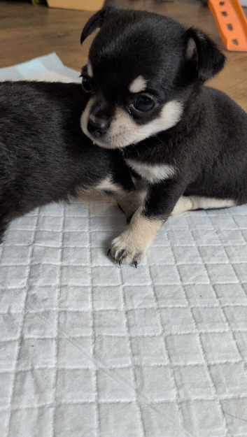 Little boy Chihuahua puppy