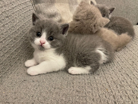 British short hair kittens