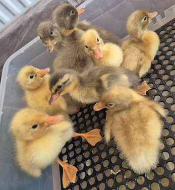 Indian runner ducklings