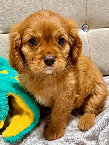 Chocolate Carrier Cavalier Puppies!