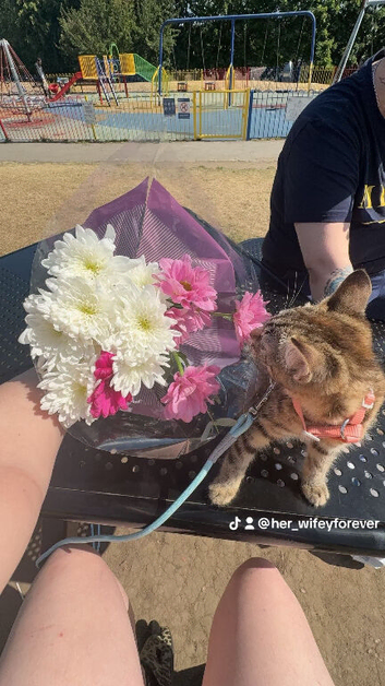MISSING KITTEN WHO IS 12 weeks called Nala
