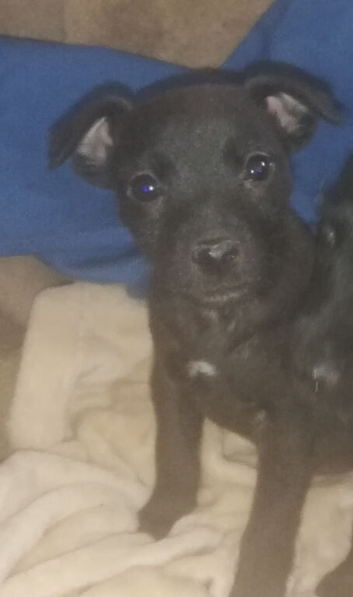 Perfect patterdales ready now