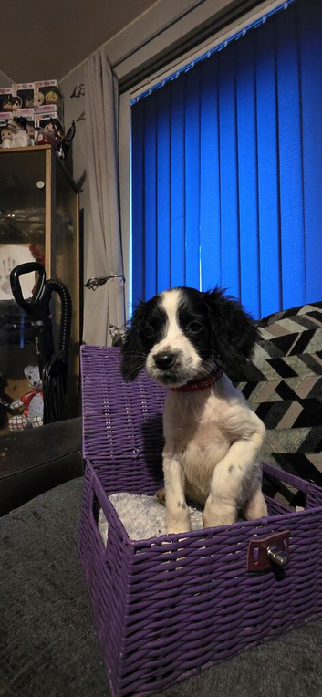 KC Reg English springer spaniels 2 left Ready to leave