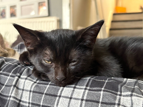 Black kitten 12 weeks